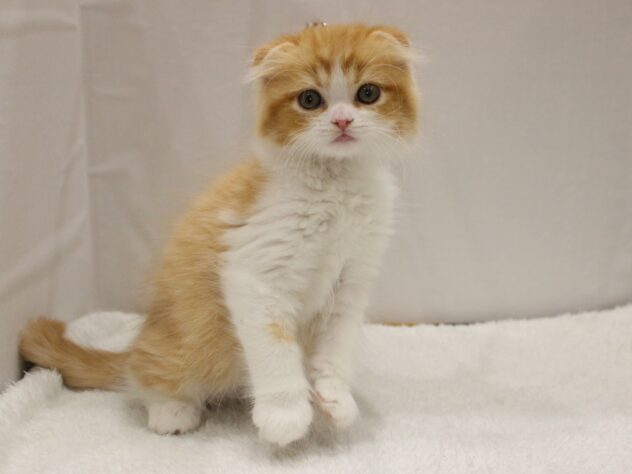 大阪府のスコティッシュフォールド (ペット・プラザ アミーゴ箕面店/2025年10月26日生まれ/男の子/レッドタビーホワイト)の子猫の2枚目の画像