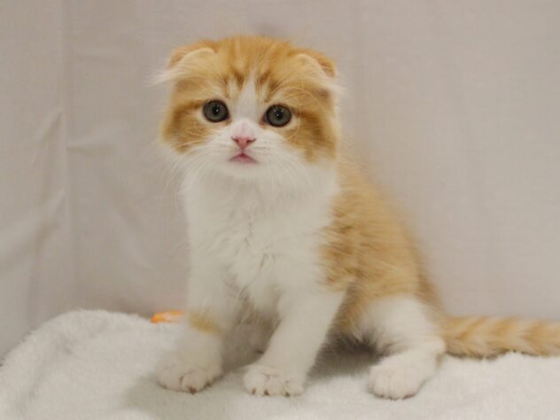 大阪府のスコティッシュフォールド (ペット・プラザ アミーゴ箕面店/2025年10月26日生まれ/男の子/レッドタビーホワイト)の子猫の1枚目の画像