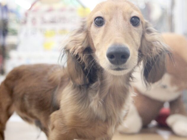 愛媛県のミニチュアダックスフンド(ロング) (アミーゴ新居浜店/2025年6月30日生まれ/男の子/シェーデットレッド)の子犬の2枚目の画像