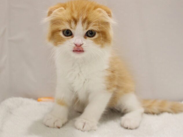 大阪府のスコティッシュフォールド (ペット・プラザ アミーゴ箕面店/2025年10月26日生まれ/男の子/レッドタビーホワイト)の子猫の3枚目の画像