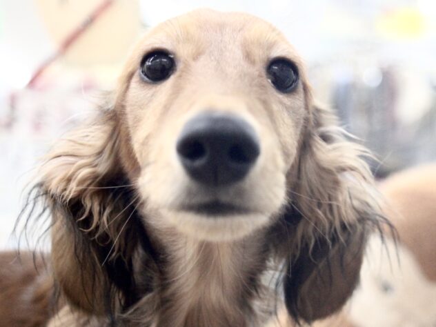 愛媛県のミニチュアダックスフンド(ロング) (アミーゴ新居浜店/2025年6月30日生まれ/男の子/シェーデットレッド)の子犬の1枚目の画像