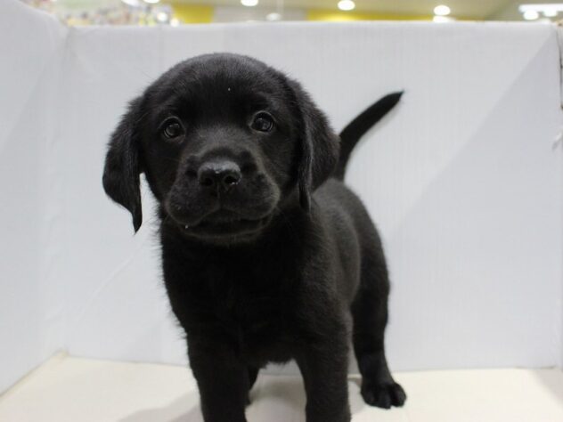 兵庫県のラブラドールレトリーバー (ペット・プラザ アミーゴつかしん店/2025年10月12日生まれ/男の子/ブラック)の子犬の2枚目の画像