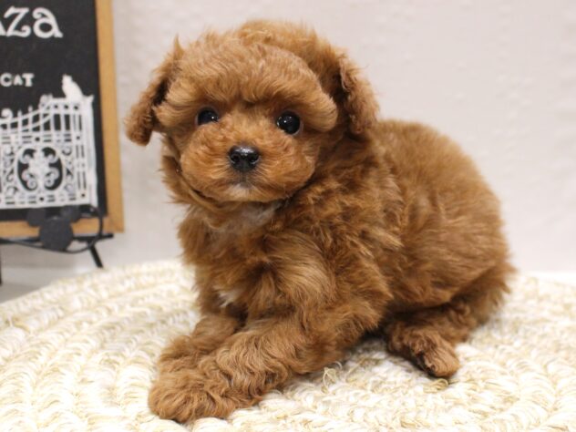 大阪府のトイプードル(トイ) (ペット・プラザ アミーゴ箕面店/2025年11月1日生まれ/女の子/レッドフォーン)の子犬の2枚目の画像