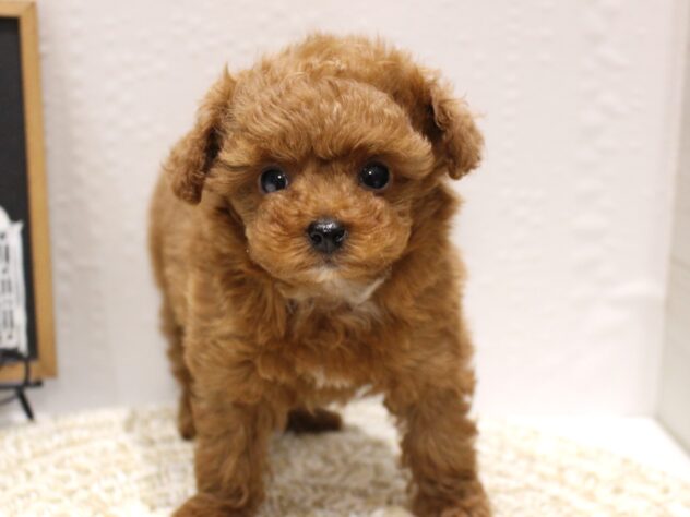 大阪府のトイプードル(トイ) (ペット・プラザ アミーゴ箕面店/2025年11月1日生まれ/女の子/レッドフォーン)の子犬の1枚目の画像