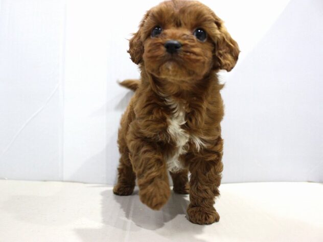 兵庫県のキャバプー(キャバリア×プードル) (ペット・プラザ アミーゴつかしん店/2025年10月17日生まれ/男の子/レッド)の子犬の3枚目の画像