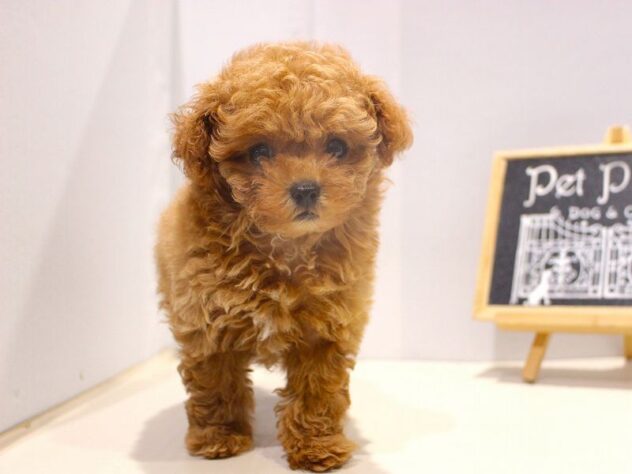 兵庫県のトイプードル(トイ) (ペット・プラザ アミーゴつかしん店/2025年10月22日生まれ/男の子/オレンジフォーン)の子犬の1枚目の画像