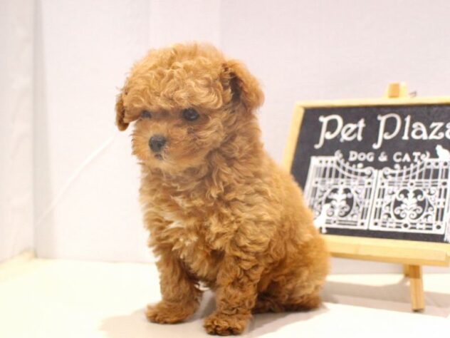 兵庫県のトイプードル(トイ) (ペット・プラザ アミーゴつかしん店/2025年10月22日生まれ/男の子/オレンジフォーン)の子犬の3枚目の画像