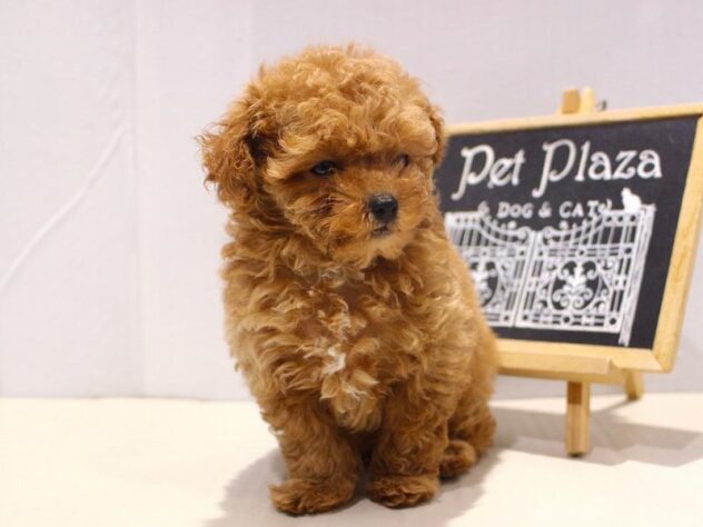 兵庫県のトイプードル(トイ) (ペット・プラザ アミーゴつかしん店/2025年10月22日生まれ/男の子/オレンジフォーン)の子犬の2枚目の画像