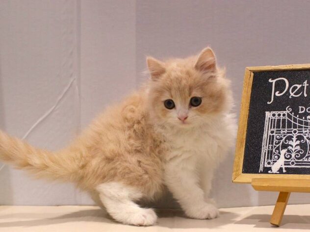 兵庫県のスコティッシュフォールド (ペット・プラザ アミーゴつかしん店/2025年10月22日生まれ/男の子/クリームタビーホワイト)の子猫の3枚目の画像