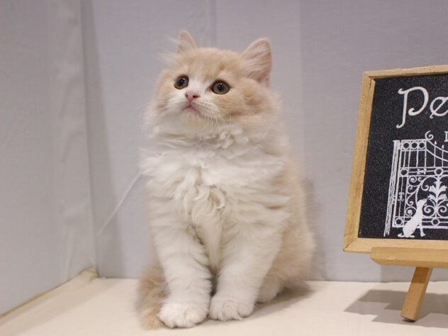 兵庫県のスコティッシュフォールド (ペット・プラザ アミーゴつかしん店/2025年10月22日生まれ/男の子/クリームタビーホワイト)の子猫の2枚目の画像