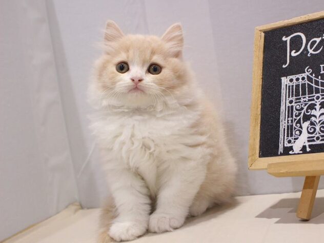 兵庫県のスコティッシュフォールド (ペット・プラザ アミーゴつかしん店/2025年10月22日生まれ/男の子/クリームタビーホワイト)の子猫の1枚目の画像