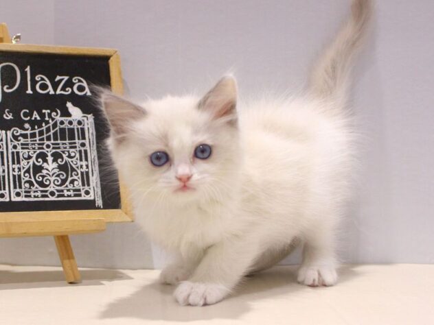 兵庫県のラグドール (ペット・プラザ アミーゴつかしん店/2025年10月23日生まれ/男の子/ブルーポイントバイカラー)の子猫の2枚目の画像