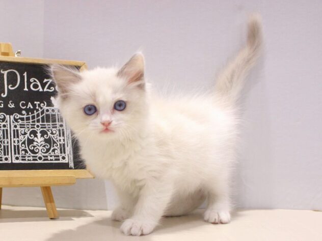 兵庫県のラグドール (ペット・プラザ アミーゴつかしん店/2025年10月23日生まれ/男の子/ブルーポイントバイカラー)の子猫の1枚目の画像