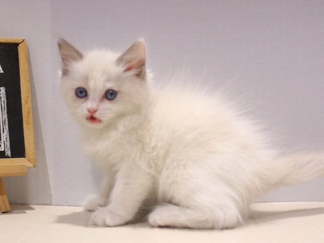 兵庫県のラグドール (ペット・プラザ アミーゴつかしん店/2025年10月23日生まれ/男の子/ブルーポイントバイカラー)の子猫の4枚目の画像