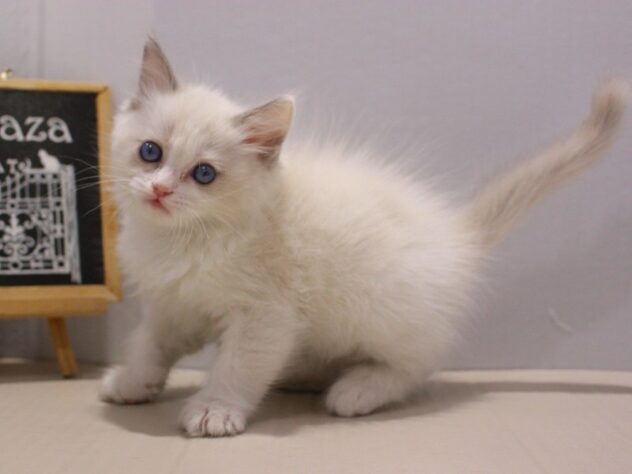 兵庫県のラグドール (ペット・プラザ アミーゴつかしん店/2025年10月23日生まれ/男の子/ブルーポイントバイカラー)の子猫の3枚目の画像