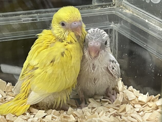 セキセイインコ | ペットワールド アミーゴ
