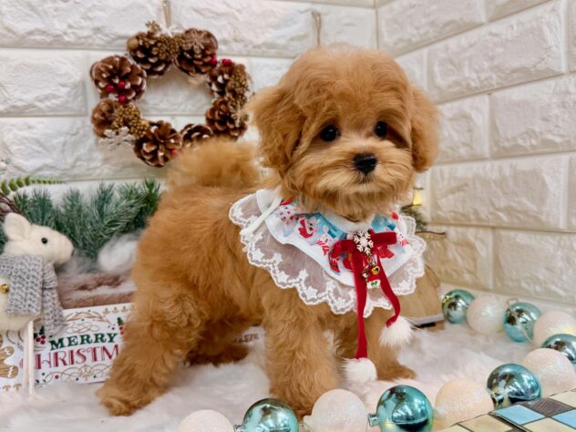 兵庫県のハーフ犬・ミックス犬 (ワンキャラット アミーゴ姫路花田店/2025年8月27日生まれ/女の子/レッド)の子犬の4枚目の画像