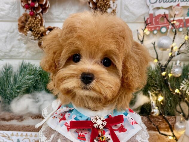 兵庫県のハーフ犬・ミックス犬 (ワンキャラット アミーゴ姫路花田店/2025年8月27日生まれ/女の子/レッド)の子犬の1枚目の画像