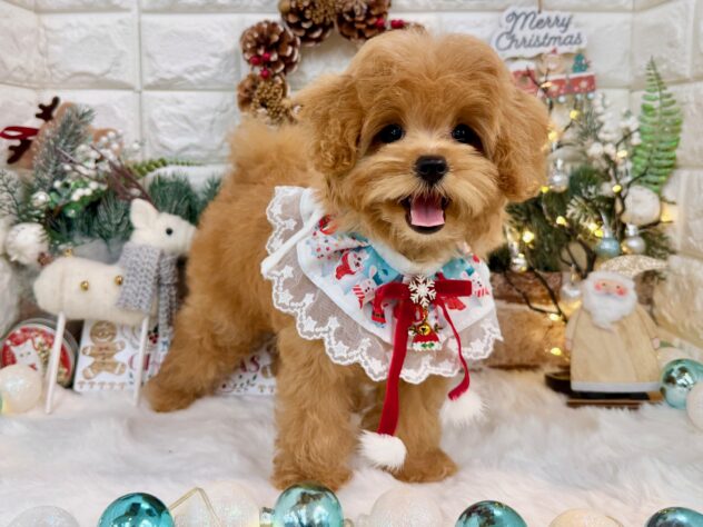 兵庫県のハーフ犬・ミックス犬 (ワンキャラット アミーゴ姫路花田店/2025年8月27日生まれ/女の子/レッド)の子犬の2枚目の画像