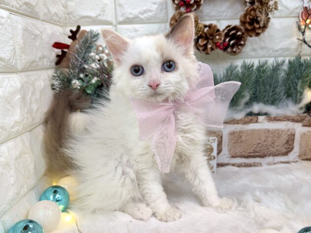 兵庫県のセルカークレックス (ワンキャラット アミーゴ姫路花田店/2025年8月24日生まれ/女の子/トーティーポイント)の子猫の2枚目の画像