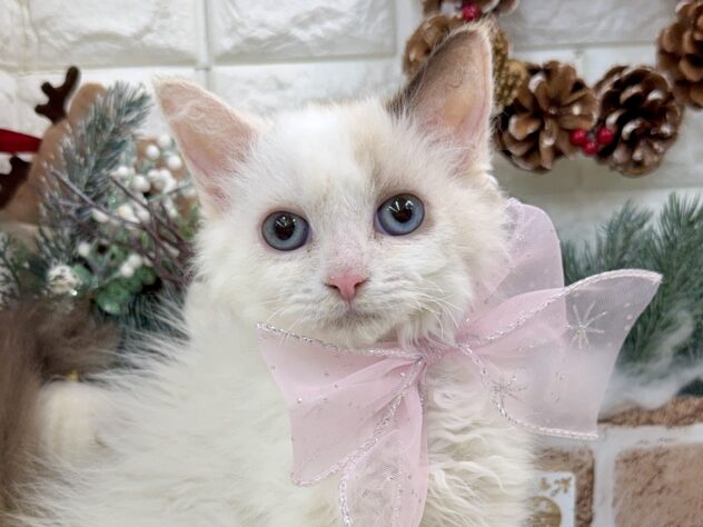 兵庫県のセルカークレックス (ワンキャラット アミーゴ姫路花田店/2025年8月24日生まれ/女の子/トーティーポイント)の子猫の1枚目の画像