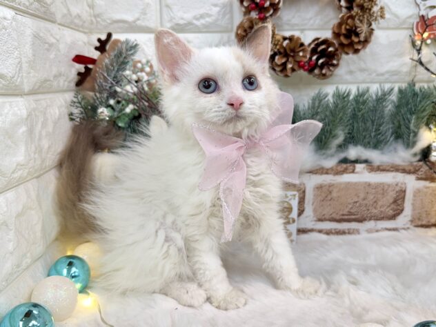 兵庫県のセルカークレックス (ワンキャラット アミーゴ姫路花田店/2025年8月24日生まれ/女の子/トーティーポイント)の子猫の4枚目の画像