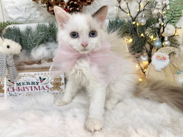 兵庫県のセルカークレックス (ワンキャラット アミーゴ姫路花田店/2025年8月24日生まれ/女の子/トーティーポイント)の子猫の3枚目の画像