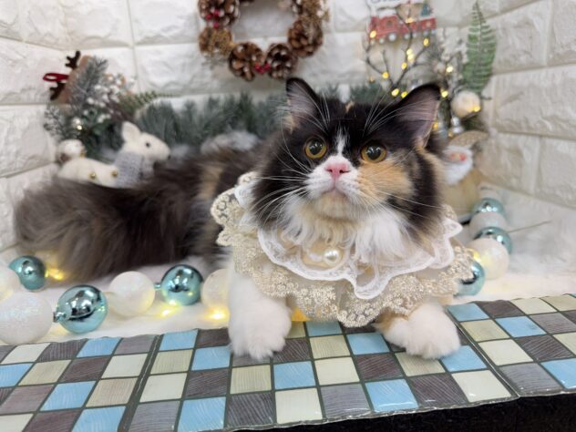 兵庫県のスコティッシュフォールド (ワンキャラット アミーゴ姫路花田店/2025年4月20日生まれ/女の子/キャリコ)の子猫の4枚目の画像