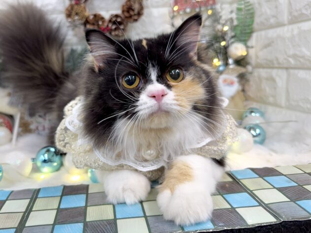 兵庫県のスコティッシュフォールド (ワンキャラット アミーゴ姫路花田店/2025年4月20日生まれ/女の子/キャリコ)の子猫の1枚目の画像