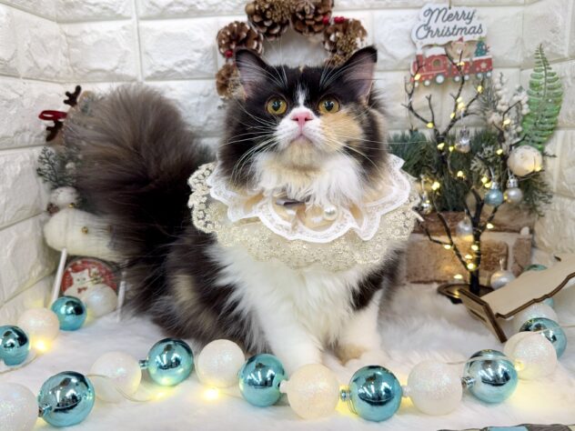 兵庫県のスコティッシュフォールド (ワンキャラット アミーゴ姫路花田店/2025年4月20日生まれ/女の子/キャリコ)の子猫の2枚目の画像