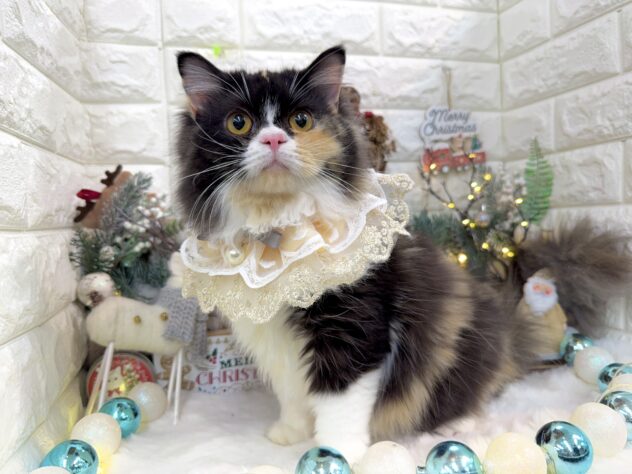 兵庫県のスコティッシュフォールド (ワンキャラット アミーゴ姫路花田店/2025年4月20日生まれ/女の子/キャリコ)の子猫の3枚目の画像