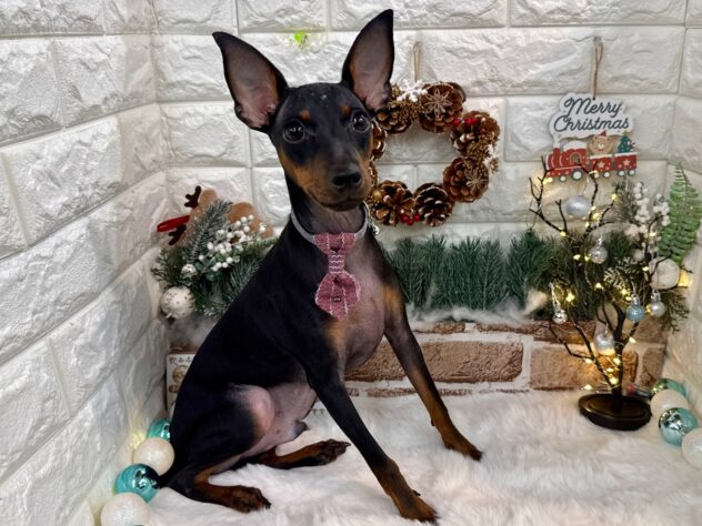 兵庫県のミニチュアピンシャー (ワンキャラット アミーゴ姫路花田店/2025年6月4日生まれ/男の子/ブラックタン)の子犬の2枚目の画像