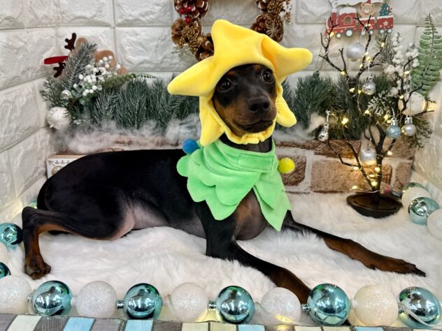 兵庫県のミニチュアピンシャー (ワンキャラット アミーゴ姫路花田店/2025年6月4日生まれ/男の子/ブラックタン)の子犬の4枚目の画像