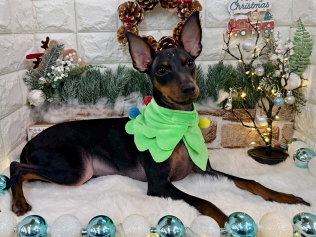 兵庫県のミニチュアピンシャー (ワンキャラット アミーゴ姫路花田店/2025年6月4日生まれ/男の子/ブラックタン)の子犬の3枚目の画像