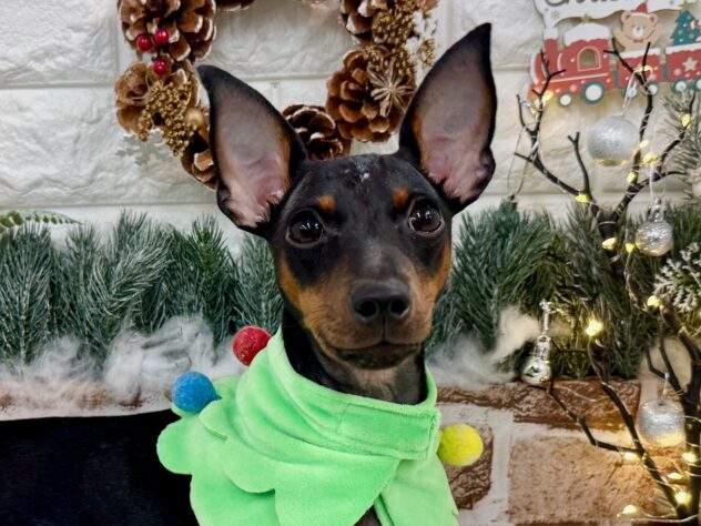 兵庫県のミニチュアピンシャー (ワンキャラット アミーゴ姫路花田店/2025年6月4日生まれ/男の子/ブラックタン)の子犬の1枚目の画像