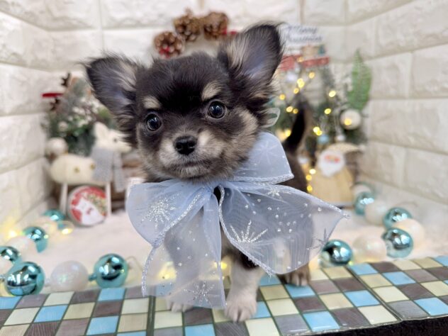 兵庫県のチワワ(ロング) (ワンキャラット アミーゴ姫路花田店/2025年10月8日生まれ/男の子/ブラックタンホワイト)の子犬の3枚目の画像