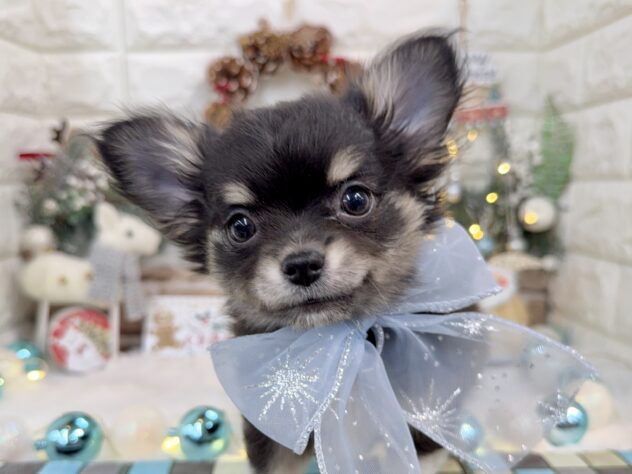 兵庫県のチワワ(ロング) (ワンキャラット アミーゴ姫路花田店/2025年10月8日生まれ/男の子/ブラックタンホワイト)の子犬の1枚目の画像