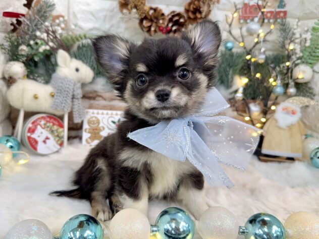 兵庫県のチワワ(ロング) (ワンキャラット アミーゴ姫路花田店/2025年10月8日生まれ/男の子/ブラックタンホワイト)の子犬の2枚目の画像