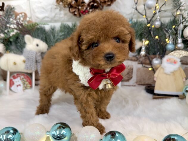 兵庫県のトイプードル(トイ) (ワンキャラット アミーゴ姫路花田店/2025年10月11日生まれ/女の子/オレンジフォーン)の子犬の2枚目の画像