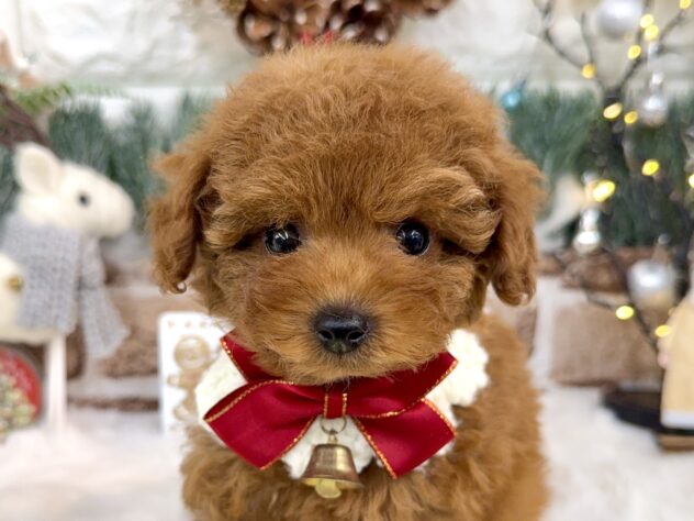 兵庫県のトイプードル(トイ) (ワンキャラット アミーゴ姫路花田店/2025年10月11日生まれ/女の子/オレンジフォーン)の子犬の1枚目の画像