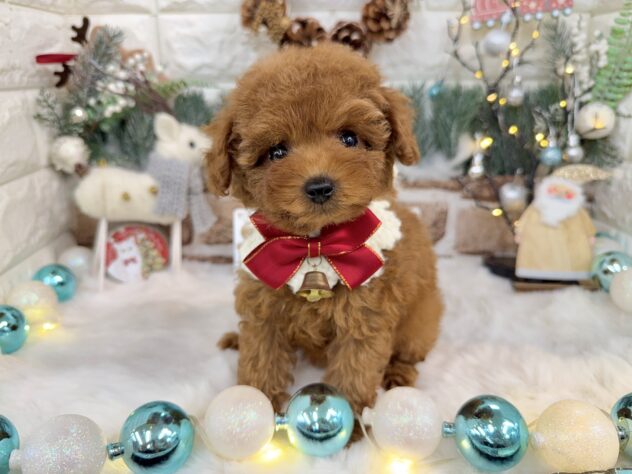 兵庫県のトイプードル(トイ) (ワンキャラット アミーゴ姫路花田店/2025年10月11日生まれ/女の子/オレンジフォーン)の子犬の4枚目の画像