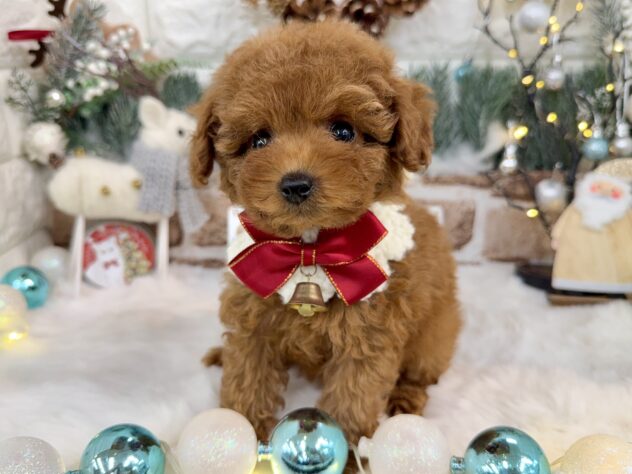 兵庫県のトイプードル(トイ) (ワンキャラット アミーゴ姫路花田店/2025年10月11日生まれ/女の子/オレンジフォーン)の子犬の3枚目の画像