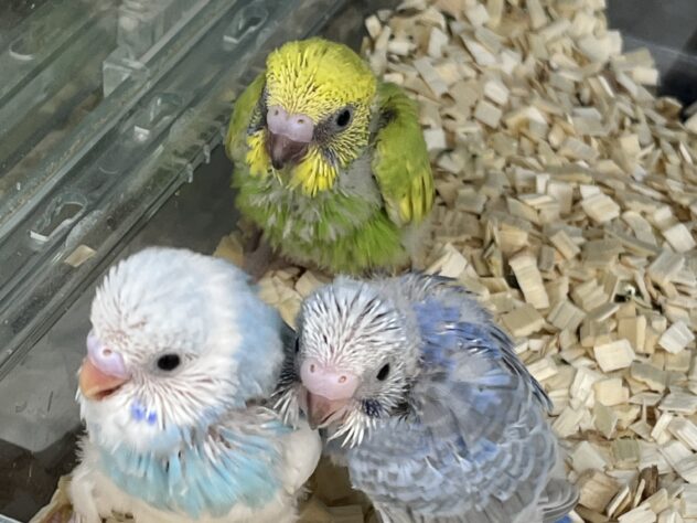 セキセイインコ | ペットワールド アミーゴ