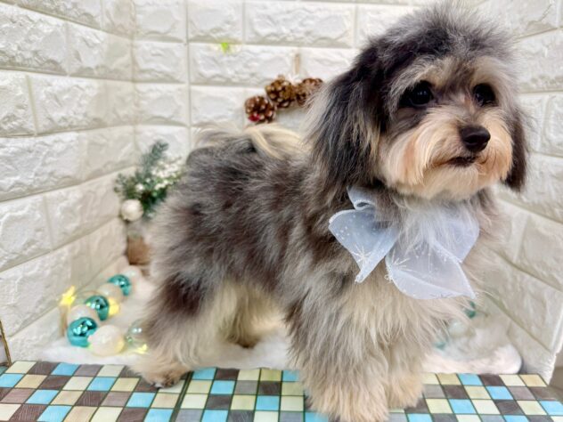 兵庫県のハーフ犬・ミックス犬 (ワンキャラット アミーゴ姫路花田店/2025年3月25日生まれ/男の子/ブルーマール)の子犬の4枚目の画像