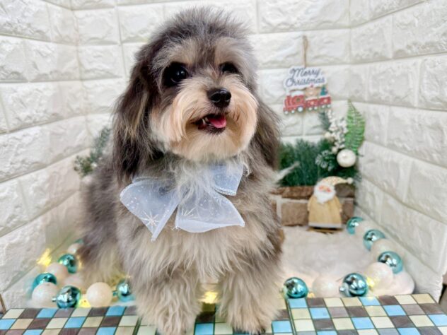 兵庫県のハーフ犬・ミックス犬 (ワンキャラット アミーゴ姫路花田店/2025年3月25日生まれ/男の子/ブルーマール)の子犬の2枚目の画像