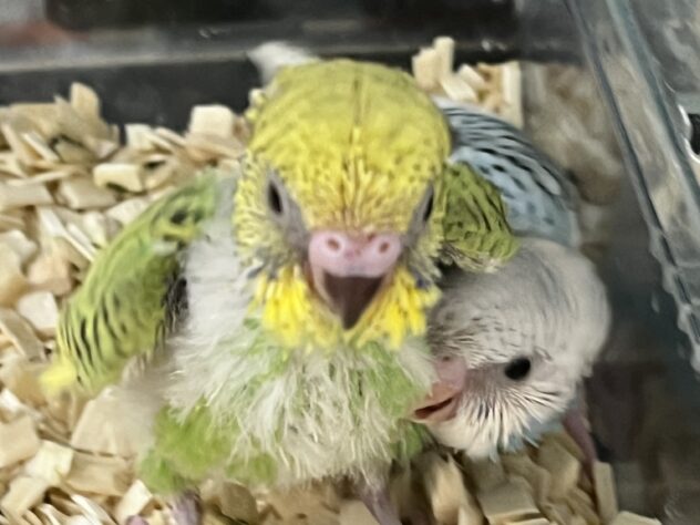 ☆tama✳︎☆オルゴナイト☆猫、セキセイインコ、チワワ☆ 最新画像更新🪄】ほんわか〜おっとり〜🫧セキセイインコ(ダブル