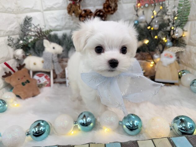 兵庫県のマルチーズ (ワンキャラット アミーゴ姫路花田店/2025年10月15日生まれ/男の子/ホワイト)の子犬の4枚目の画像
