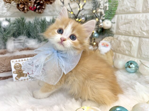 兵庫県のミヌエット (ワンキャラット アミーゴ姫路花田店/2025年10月19日生まれ/男の子/レッドタビーホワイト)の子猫の3枚目の画像