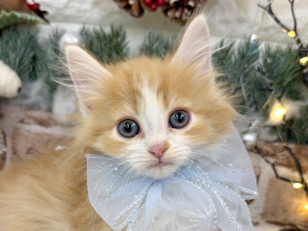 兵庫県のミヌエット (ワンキャラット アミーゴ姫路花田店/2025年10月19日生まれ/男の子/レッドタビーホワイト)の子猫の1枚目の画像