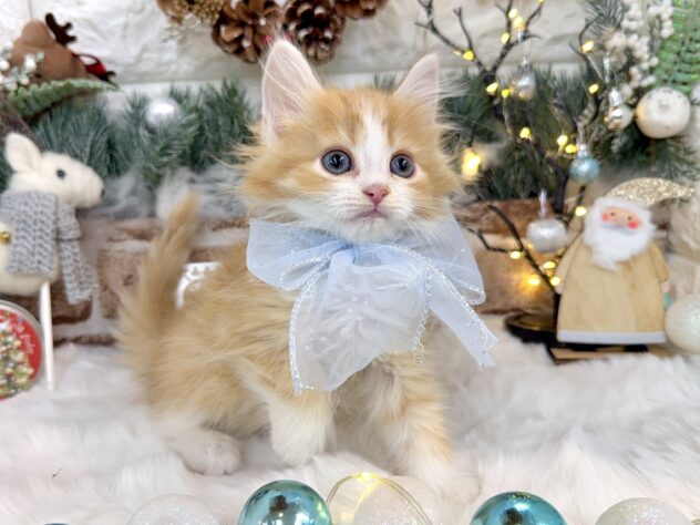 兵庫県のミヌエット (ワンキャラット アミーゴ姫路花田店/2025年10月19日生まれ/男の子/レッドタビーホワイト)の子猫の2枚目の画像